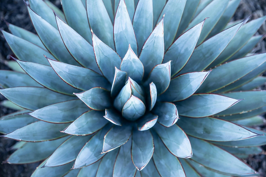 Blue Agave Health Benefits